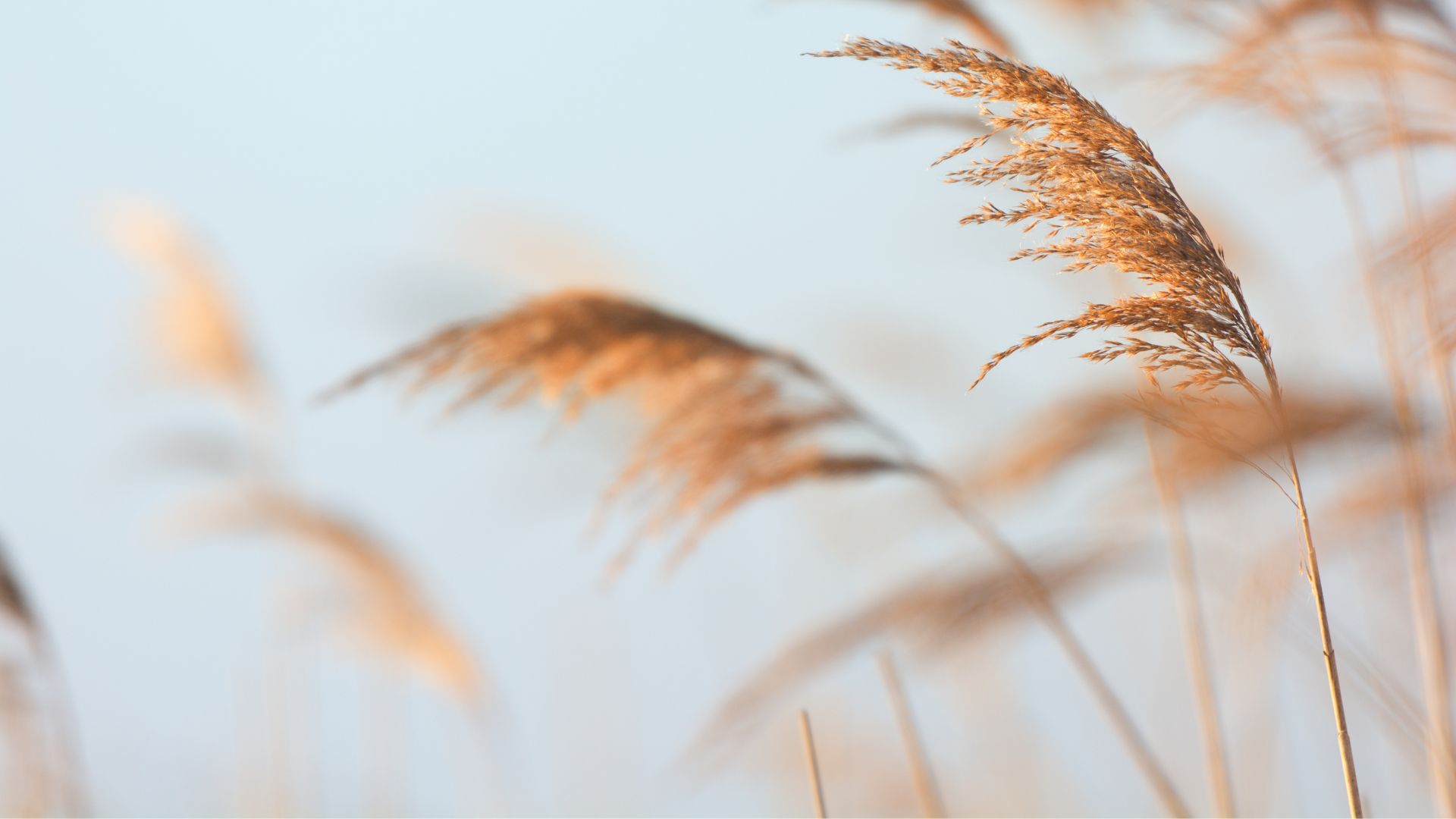 The Balanse Method: a science-backed daily system for lasting change
