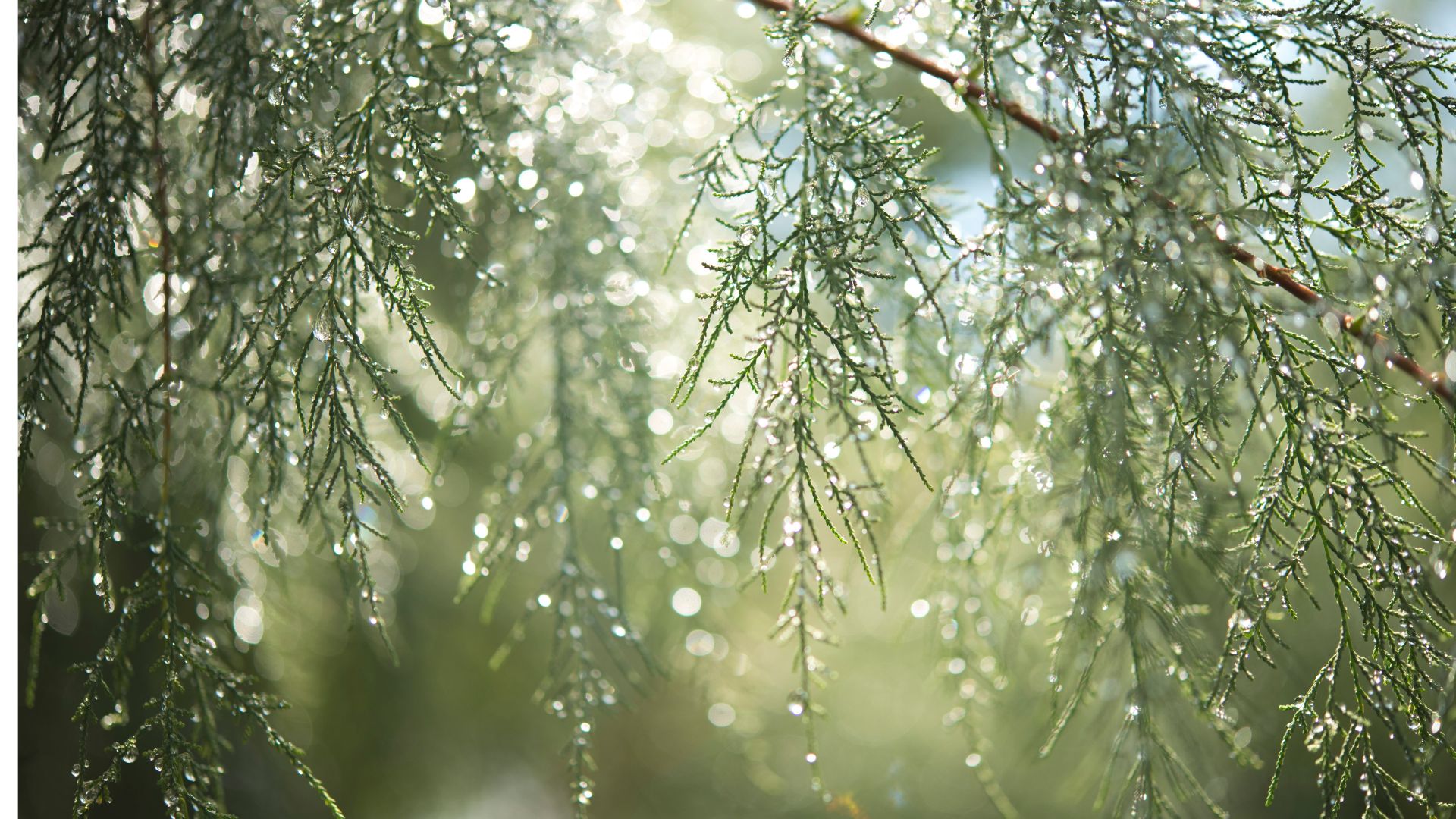 Why nutrition and breathing are two of the most powerful tools for wellbeing