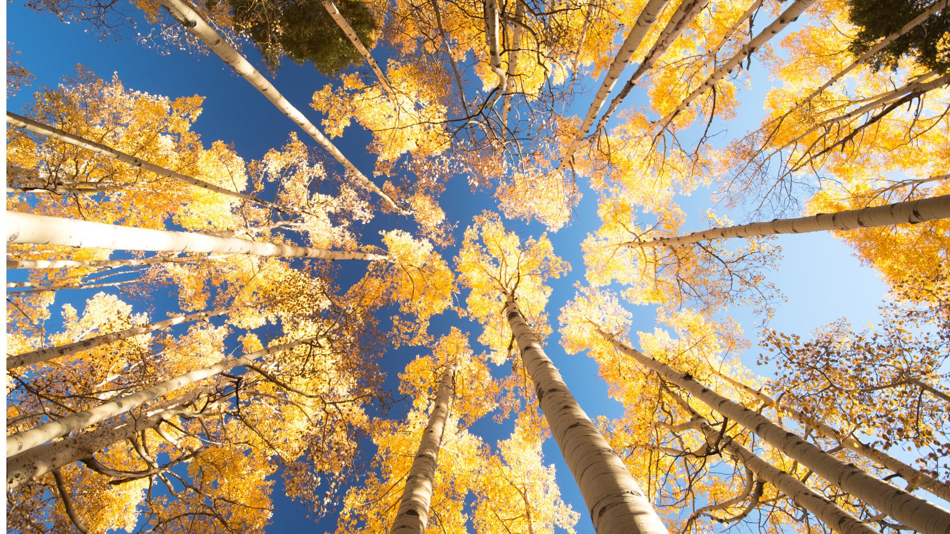 Boundaries: spot your patterns & break the myths that keep you stuck